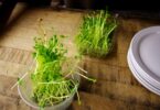 Food Prep tips. Watercress shown in bowl