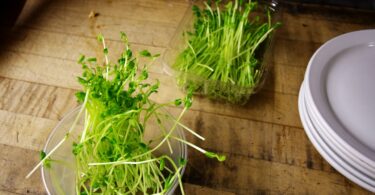 Food Prep tips. Watercress shown in bowl