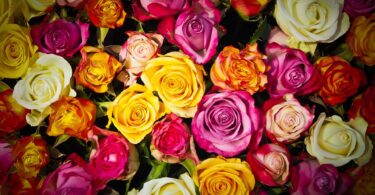 Roses - Language of Flowers